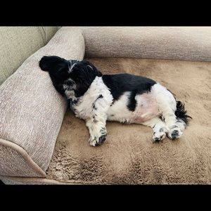 Meet your Posher, Monica